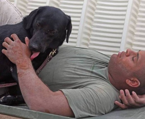 戦地での軍用犬の日常がわかるちょっと癒される画像の数々！！の画像（58枚目）