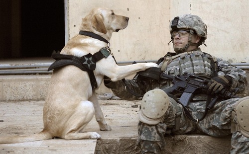 辛くても癒される！軍用犬でほのぼのしている写真の数々！！の画像（1枚目）