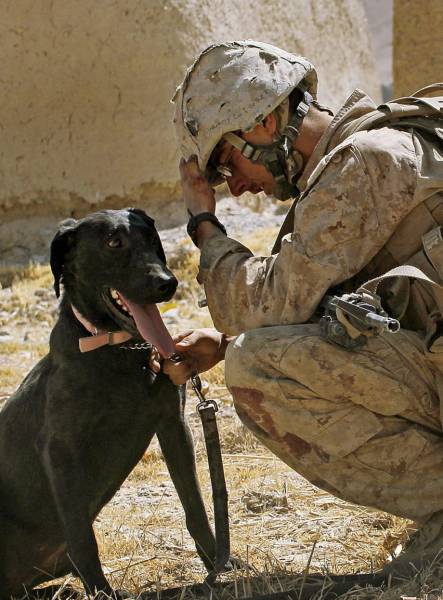 戦地での軍用犬の日常がわかるちょっと癒される画像の数々！！の画像（73枚目）