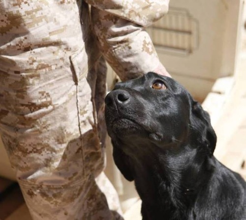 戦地での軍用犬の日常がわかるちょっと癒される画像の数々！！の画像（13枚目）