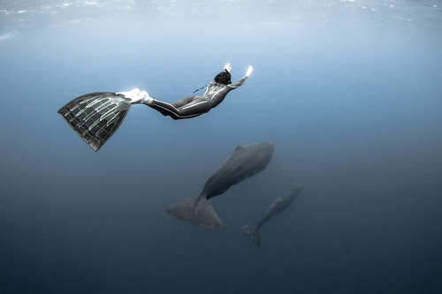 【画像】マッコウクジラといっしょに泳ぐダイバーの写真の画像（13枚目）