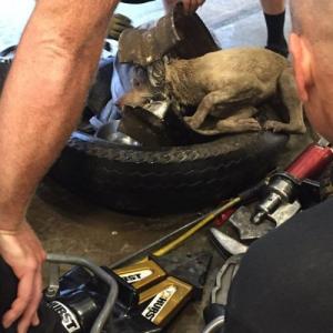 【画像】タイヤのホイールに頭がはまった犬の救助方法がなかなか凄い！！の画像（16枚目）