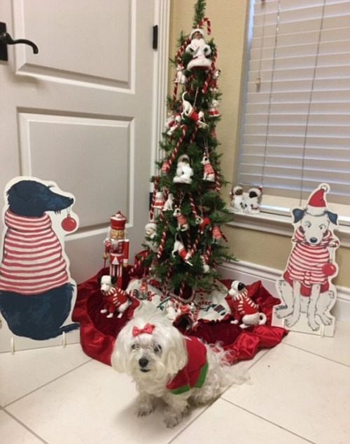 犬とクリスマスの画像（13枚目）