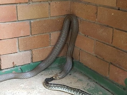 オーストラリアのヘビ事情の画像（9枚目）