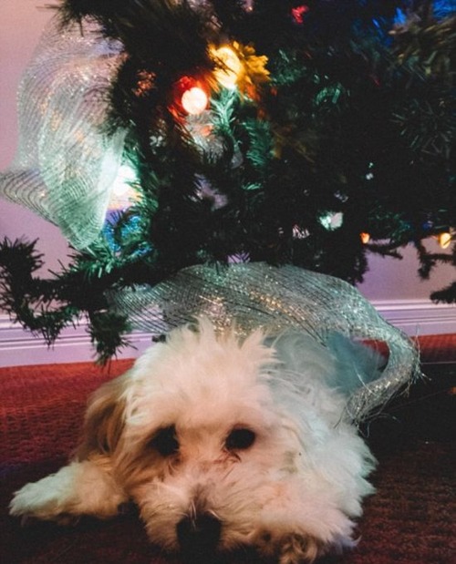 犬とクリスマスの画像（17枚目）