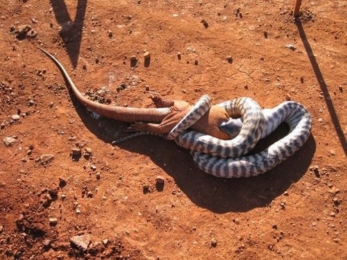 オーストラリアのヘビ事情の画像（10枚目）