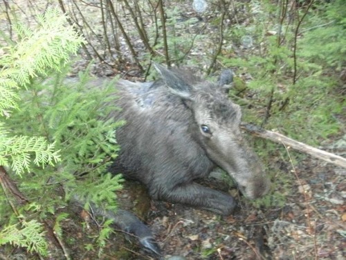 【画像】森の中で保護された巨大な鹿ムースの子供が可愛い！！の画像（1枚目）
