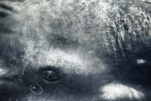 【画像】マッコウクジラといっしょに泳ぐダイバーの写真の画像（9枚目）
