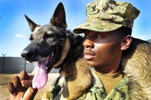戦地での軍用犬の日常がわかるちょっと癒される画像の数々！！の画像（36枚目）