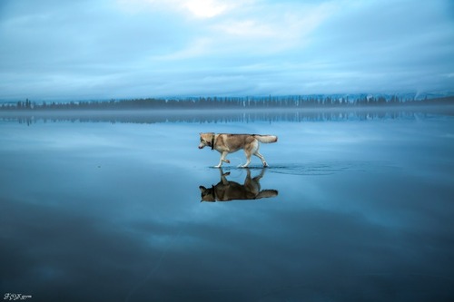 鏡のような湖の上を歩くハスキー犬がカッコイイ！！の画像（2枚目）