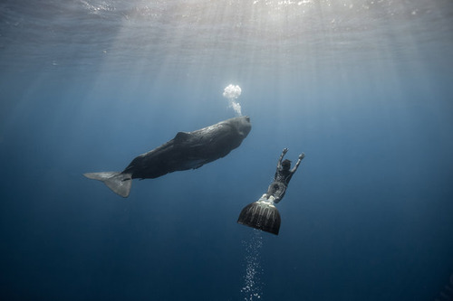 【画像】マッコウクジラといっしょに泳ぐダイバーの写真の画像（14枚目）