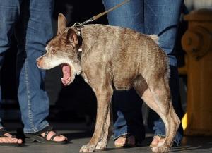 今年のブサイクなイヌ大賞の受賞犬は、いつもとちょっと違うようです。の画像（4枚目）