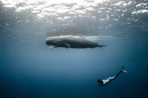 【画像】マッコウクジラといっしょに泳ぐダイバーの写真の画像（7枚目）
