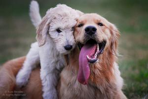 ずっと友達！仲がいい犬たちの画像が癒される！！の画像（26枚目）