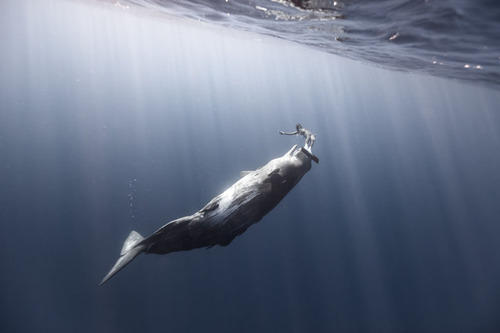 【画像】マッコウクジラといっしょに泳ぐダイバーの写真の画像（12枚目）