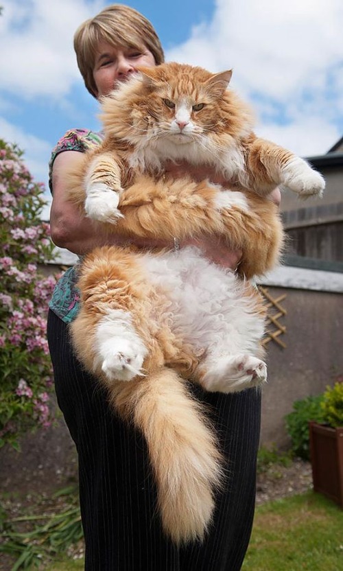 クソデカイ猫「メインクーン」の大きさがよく分る画像の数々！！の画像（16枚目）