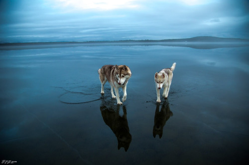鏡のような湖の上を歩くハスキー犬がカッコイイ！！の画像（5枚目）
