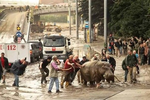 洪水で動物達が大脱走した時の写真の数々ｗｗの画像（1枚目）