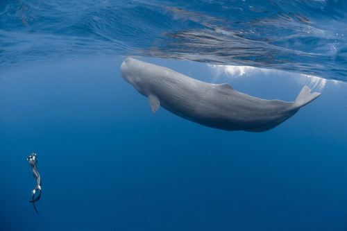 【画像】マッコウクジラといっしょに泳ぐダイバーの写真の画像（1枚目）