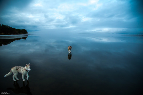鏡のような湖の上を歩くハスキー犬がカッコイイ！！の画像（4枚目）