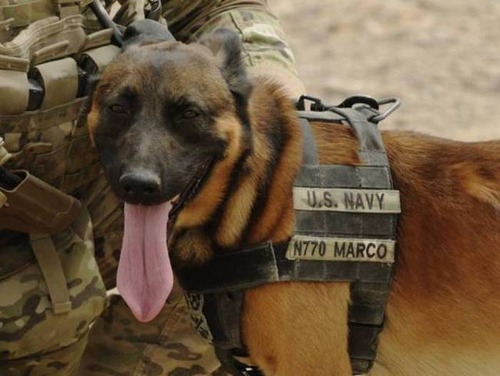 戦地での軍用犬の日常がわかるちょっと癒される画像の数々！！の画像（31枚目）