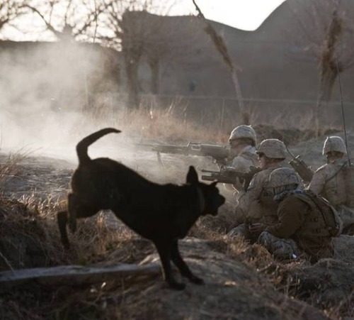 戦地での軍用犬の日常がわかるちょっと癒される画像の数々！！の画像（67枚目）