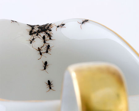 【画像】蟻が這い回っている柄の食器が悪趣味すぎるｗｗｗの画像（9枚目）