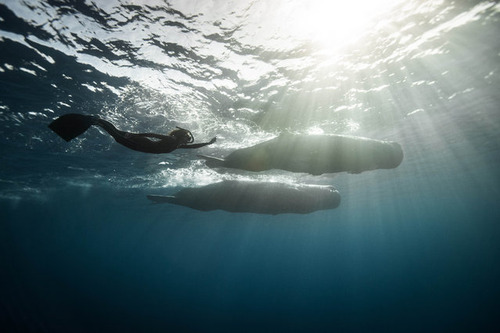 【画像】マッコウクジラといっしょに泳ぐダイバーの写真の画像（4枚目）