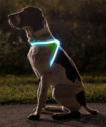 暗い夜でもよく光る！光る犬用のベストがカッコいい！！の画像（2枚目）