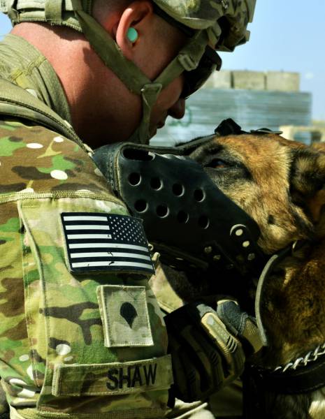 戦地での軍用犬の日常がわかるちょっと癒される画像の数々！！の画像（21枚目）