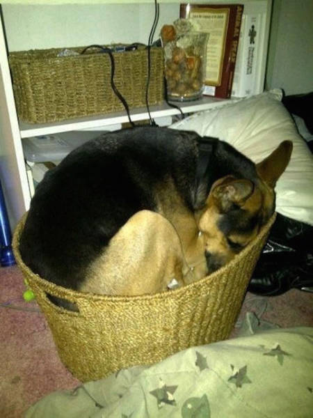 どこでも寝れる！？どこでも寝てる可愛い犬の画像の数々！！の画像（5枚目）