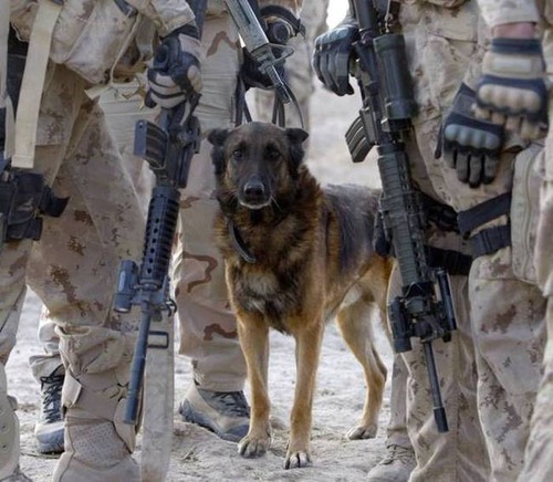 戦地での軍用犬の日常がわかるちょっと癒される画像の数々！！の画像（71枚目）