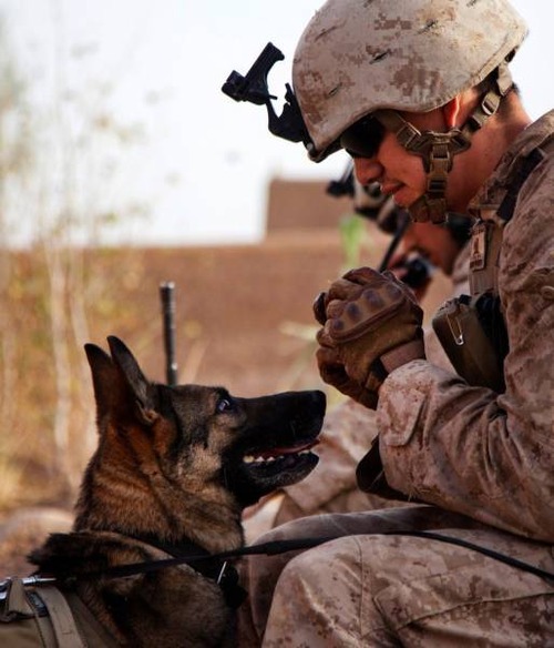 戦地での軍用犬の日常がわかるちょっと癒される画像の数々！！の画像（45枚目）
