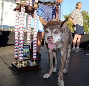 今年のブサイクなイヌ大賞の受賞犬は、いつもとちょっと違うようです。の画像（5枚目）