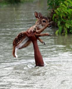 濁流に捲込まれた子鹿の助け方がワイルドすぎる少年！の画像（2枚目）