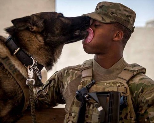 戦地での軍用犬の日常がわかるちょっと癒される画像の数々！！の画像（55枚目）
