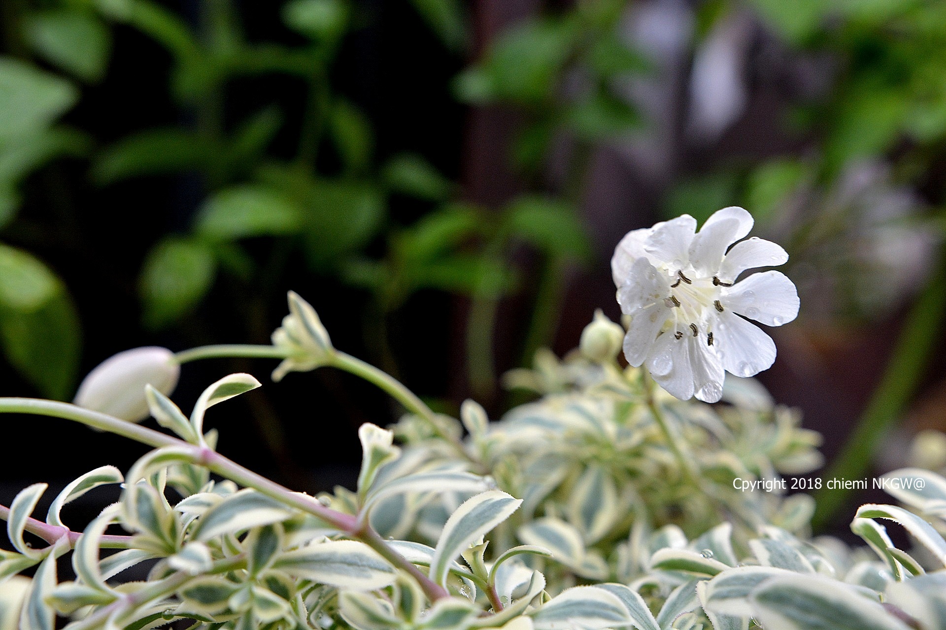 斑入りシレネユニフローラ ドレッツバリエガータ 白色の花