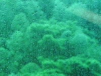 翠雨 (640x480)