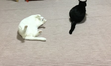 黒白猫