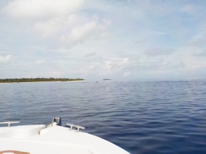 maldives_reethifaru_resort_dolphin16.jpg