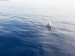 maldives_reethifaru_resort_dolphin20.jpg