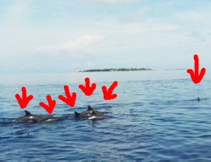 maldives_reethifaru_resort_dolphin28.jpg