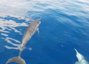 maldives_reethifaru_resort_dolphin32.jpg