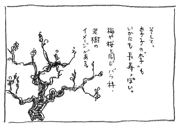 15-杏の木