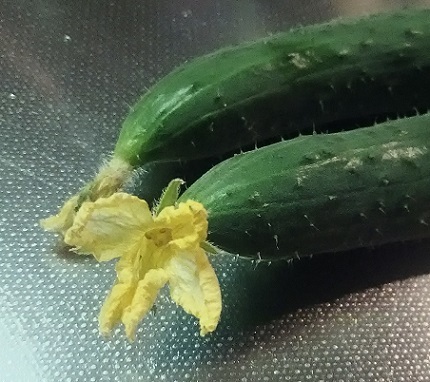 2018胡瓜の花