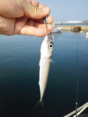 福島　アクアマリンふくしま　釣り　中之作漁港　青物　ジギング　メバル