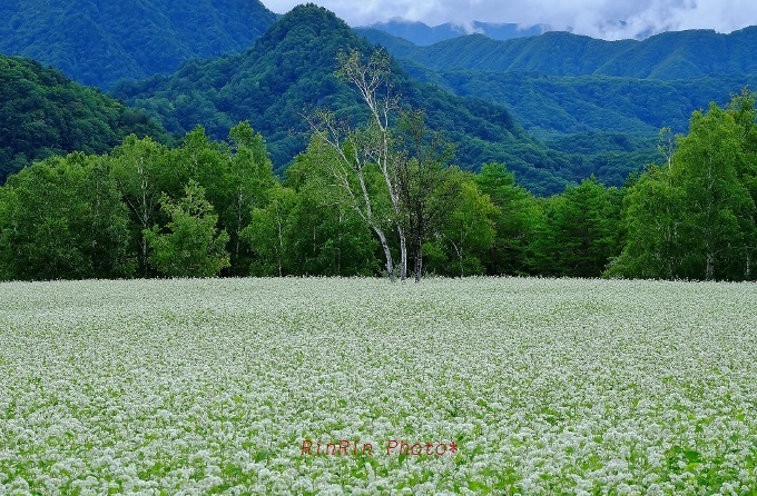 2015年８月高杖高原蕎麦畑(