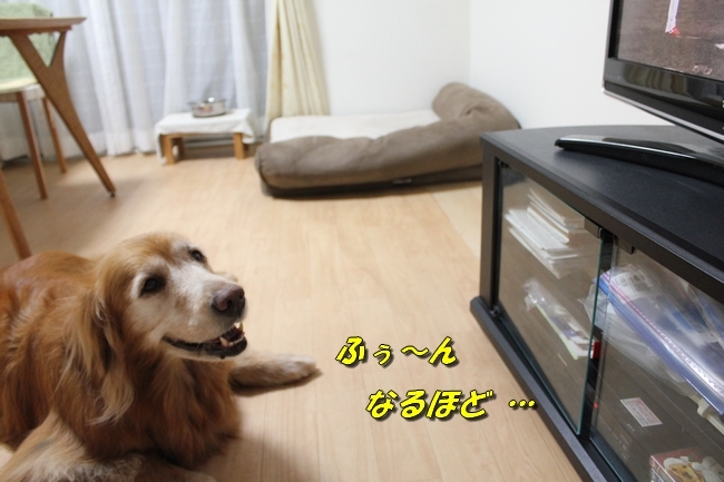 TV鑑賞新聞 032