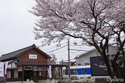 福井鉄道・福武線。春で桜爛漫、北府駅の木造駅舎