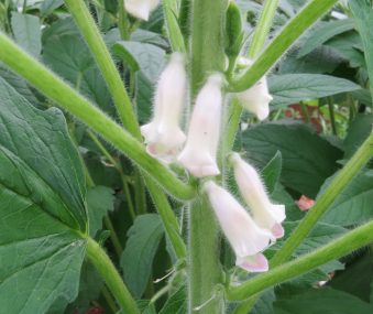 白ゴマの花1